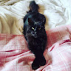 Meet your Posher, Rose